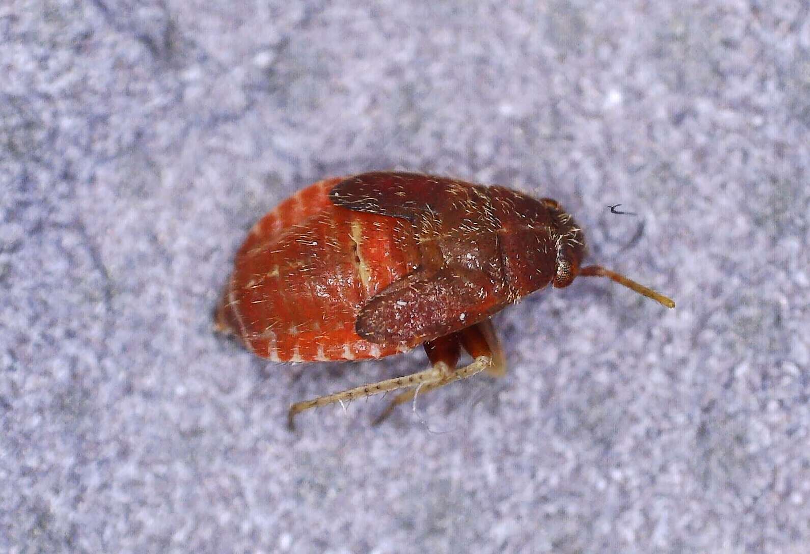 Image of Plant bug