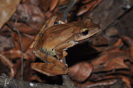 Image of Polypedates occidentalis Das & Dutta 2006