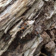 Image of Velvety Tree Ant