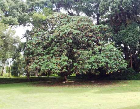 Dombeya acutangula Cav.的圖片