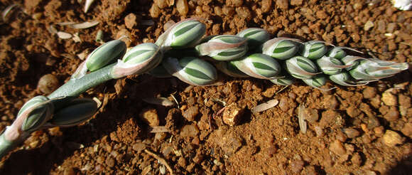 Image of Snake lily