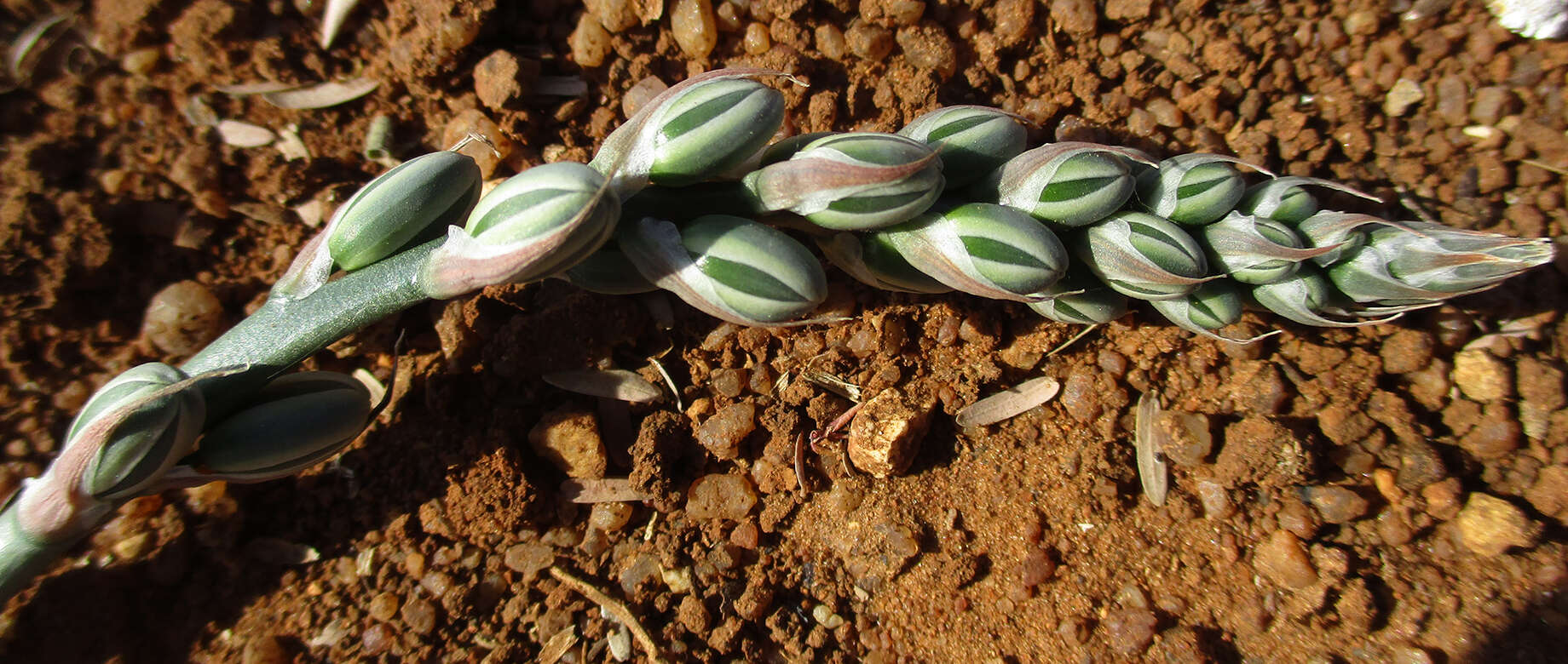 Imagem de Albuca kirkii (Baker) Brenan