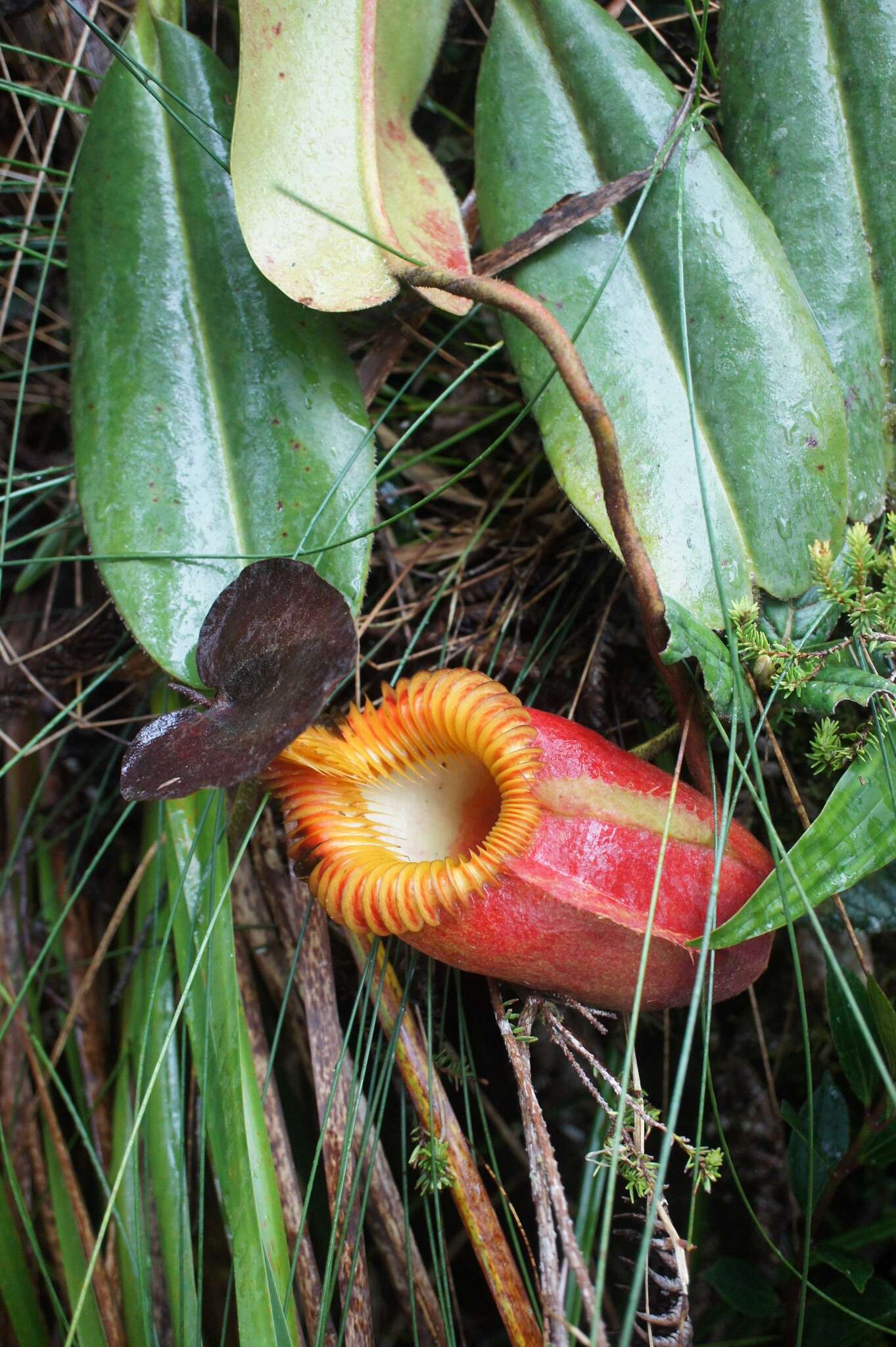 Слика од Nepenthes villosa Hook. fil.