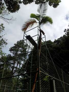 Image of Loneliest palm