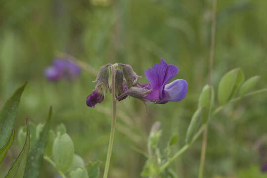 Image of beach pea