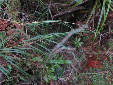 Image of Poa anceps G. Forst.