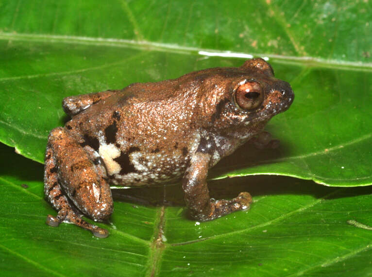 Image of Kudremukh bush frog
