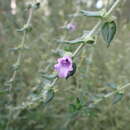 Image of Granite Mint-bush