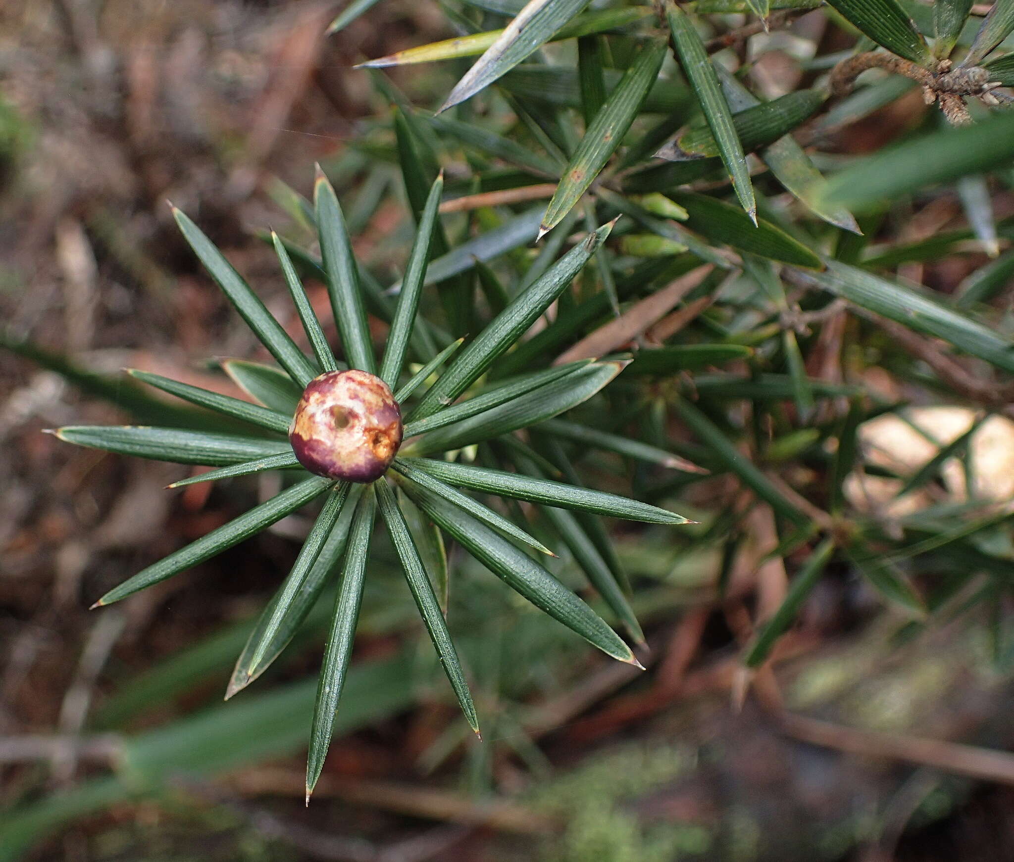 Imagem de Cyathodes glauca Labill.