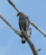 Image of Grey-lined Hawk