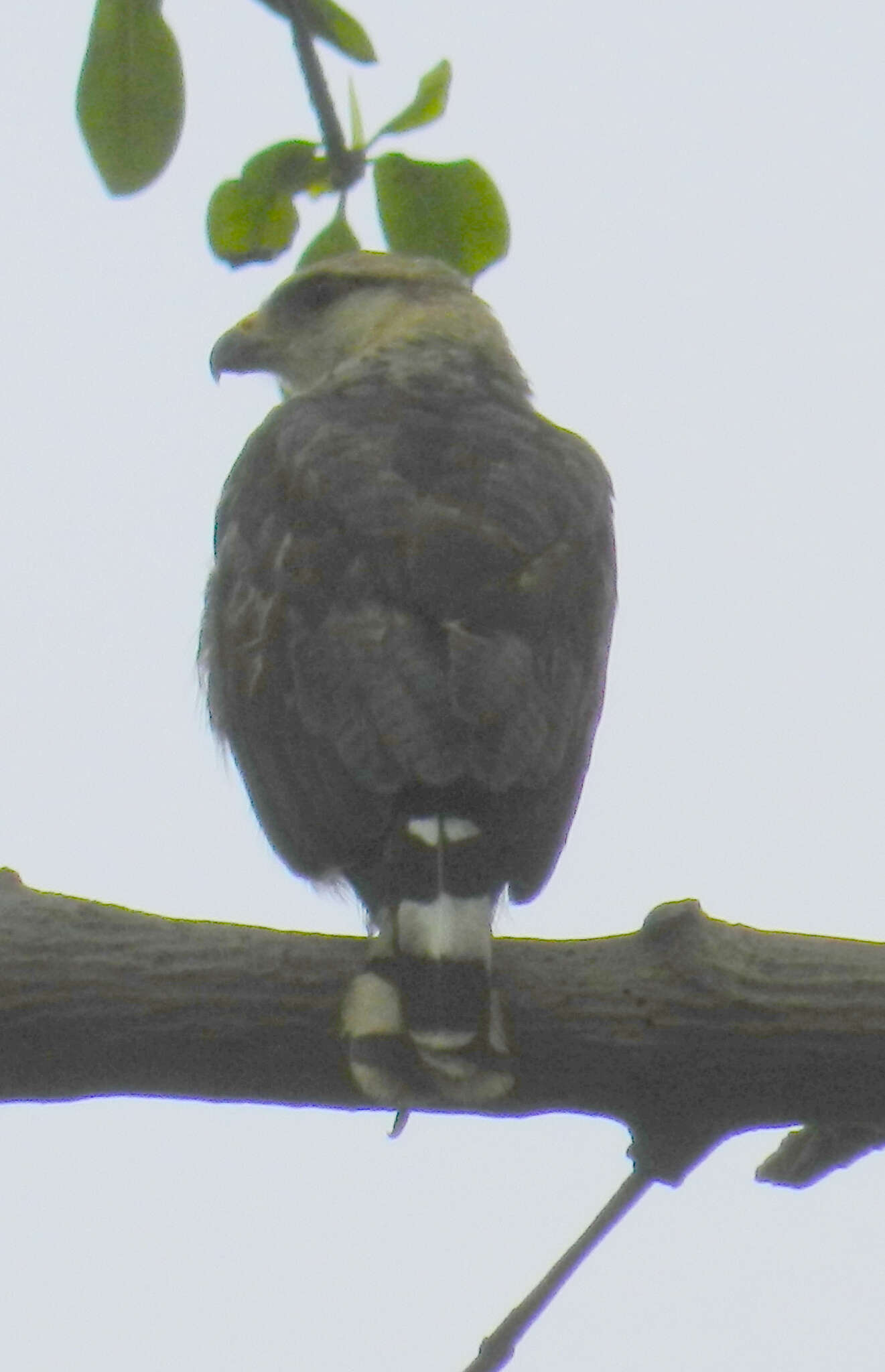 Image of Grey-lined Hawk