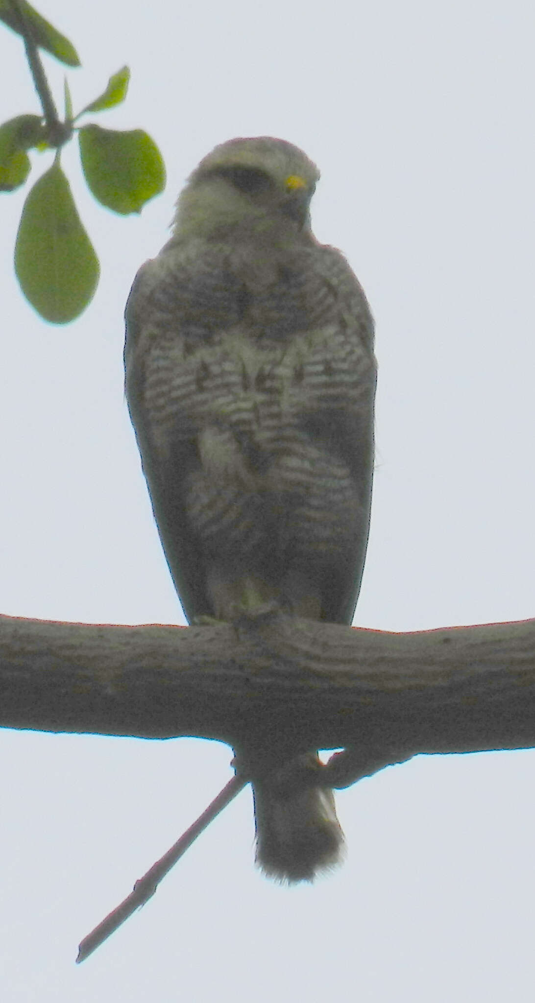 Image of Grey-lined Hawk