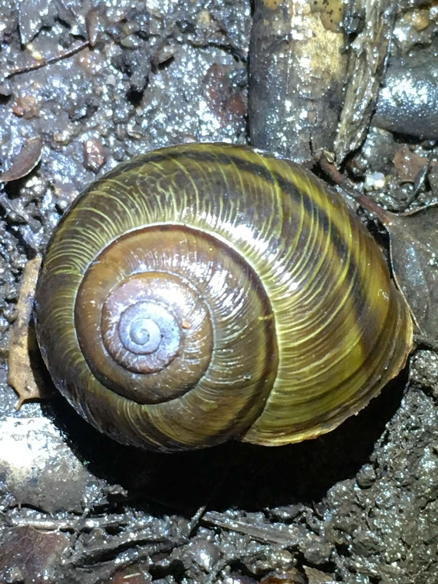 Image of <i>Helminthoglypta tudiculata grippii</i> (Pilsbry 1913)