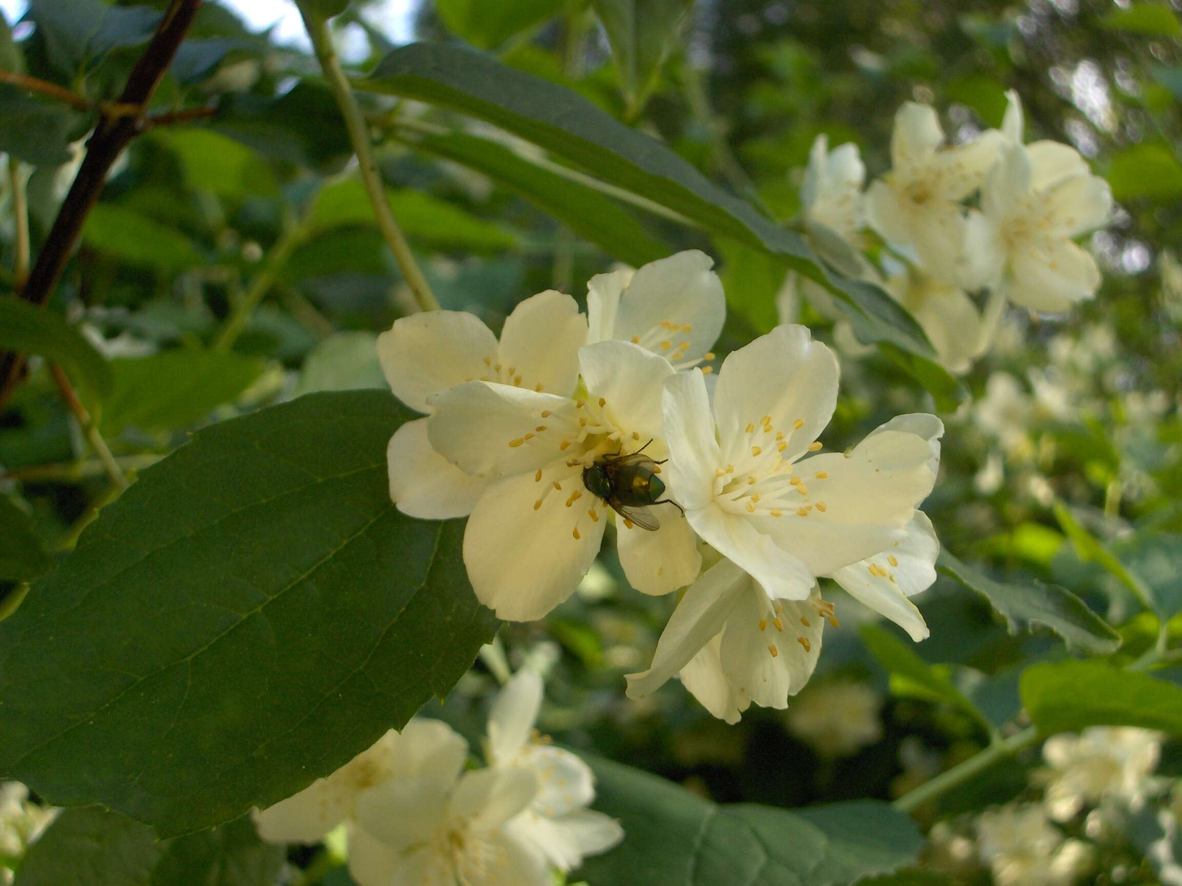 Imagem de Philadelphus coronarius L.