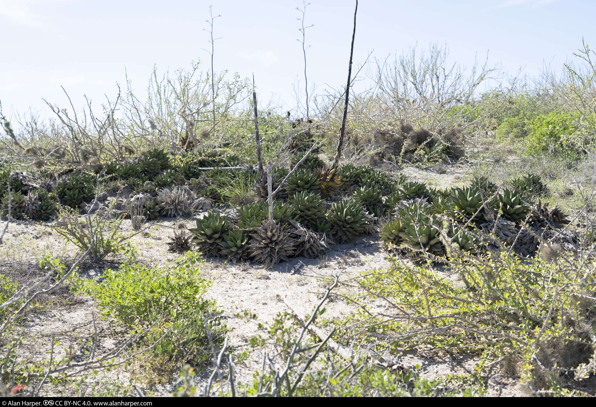 Agave margaritae Brandegee resmi