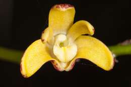 Слика од Dendrobium gracilicaule var. howeanum Maiden