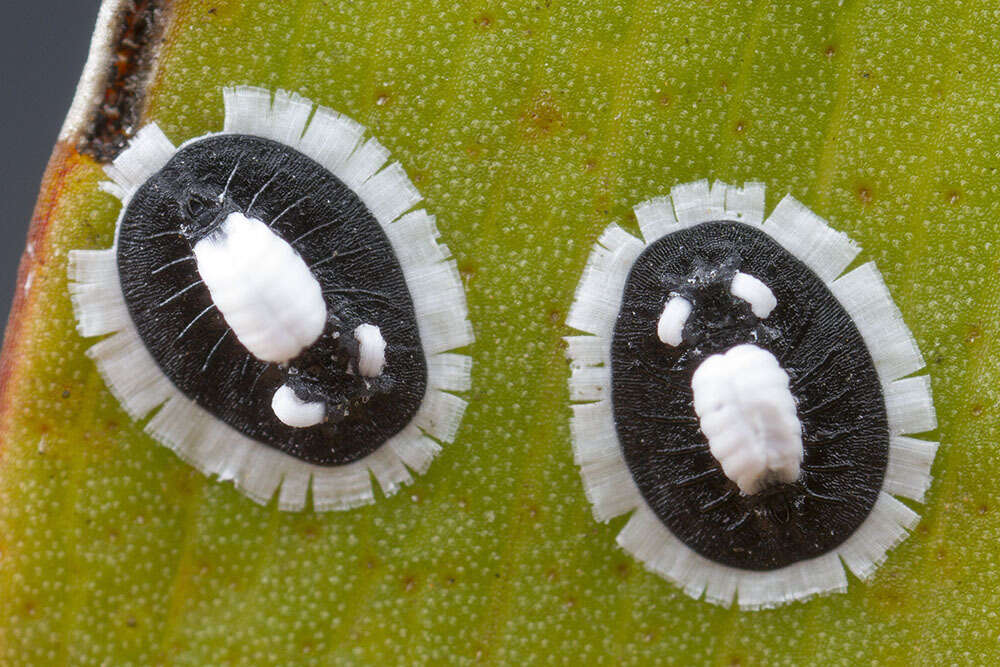 Image of Pseudozaphanera wariensis (Martin 1999)