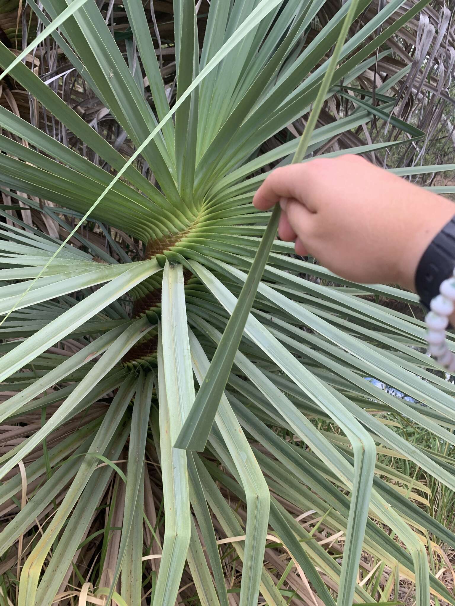 Image of Cook's pandan