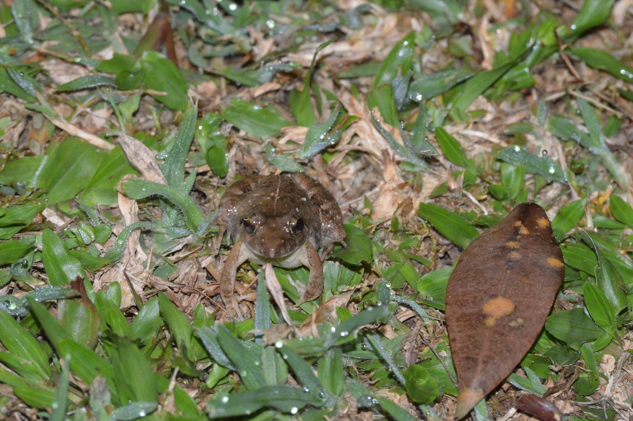 Image of Minervarya agricola (Jerdon 1853)