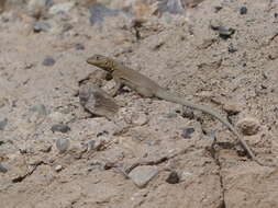 Plancia ëd Microlophus theresioides (Donoso-barros 1966)