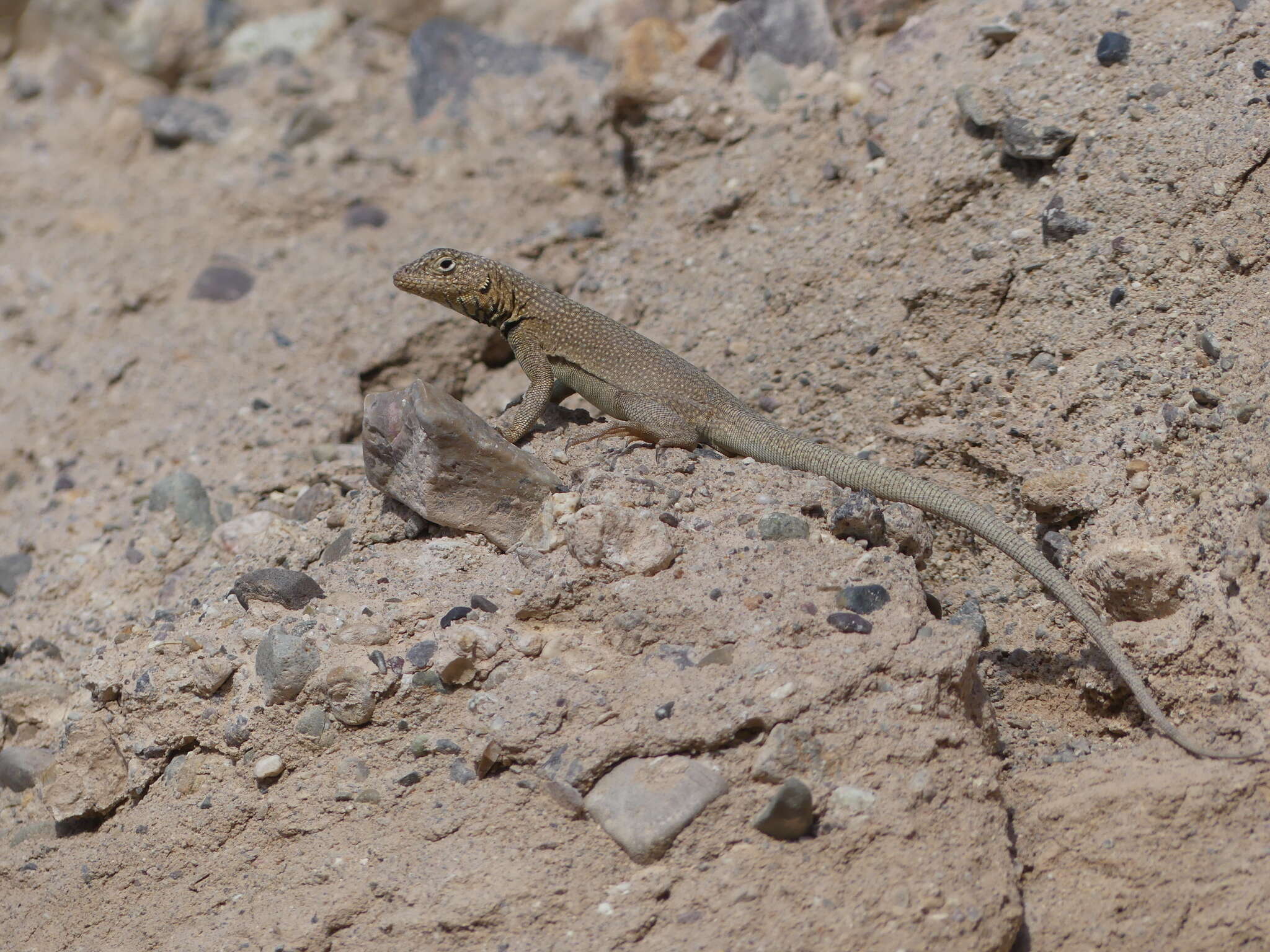 Plancia ëd Microlophus theresioides (Donoso-barros 1966)