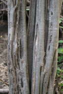 Image of haematoxylum