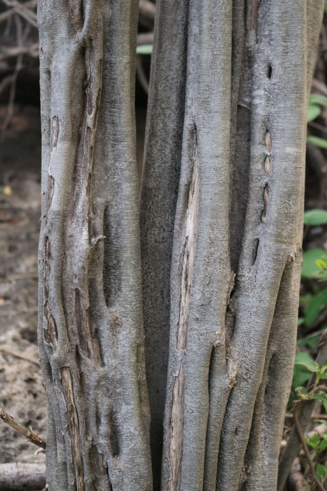 Image of haematoxylum