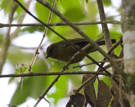 Myiothlypis signata (Berlepsch & Stolzmann 1906) resmi