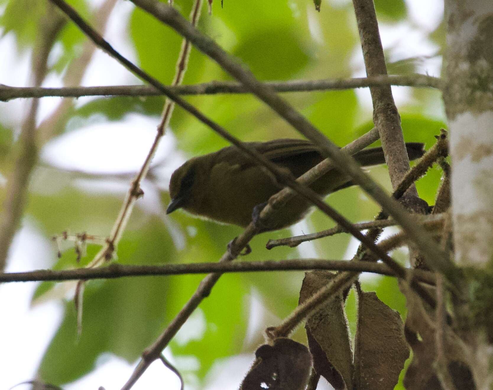 Image of Pale-legged Warbler