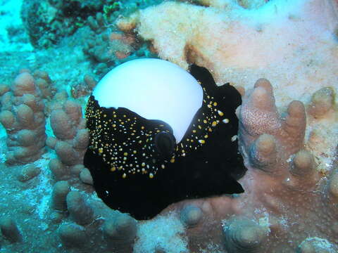 Image of common egg cowrie