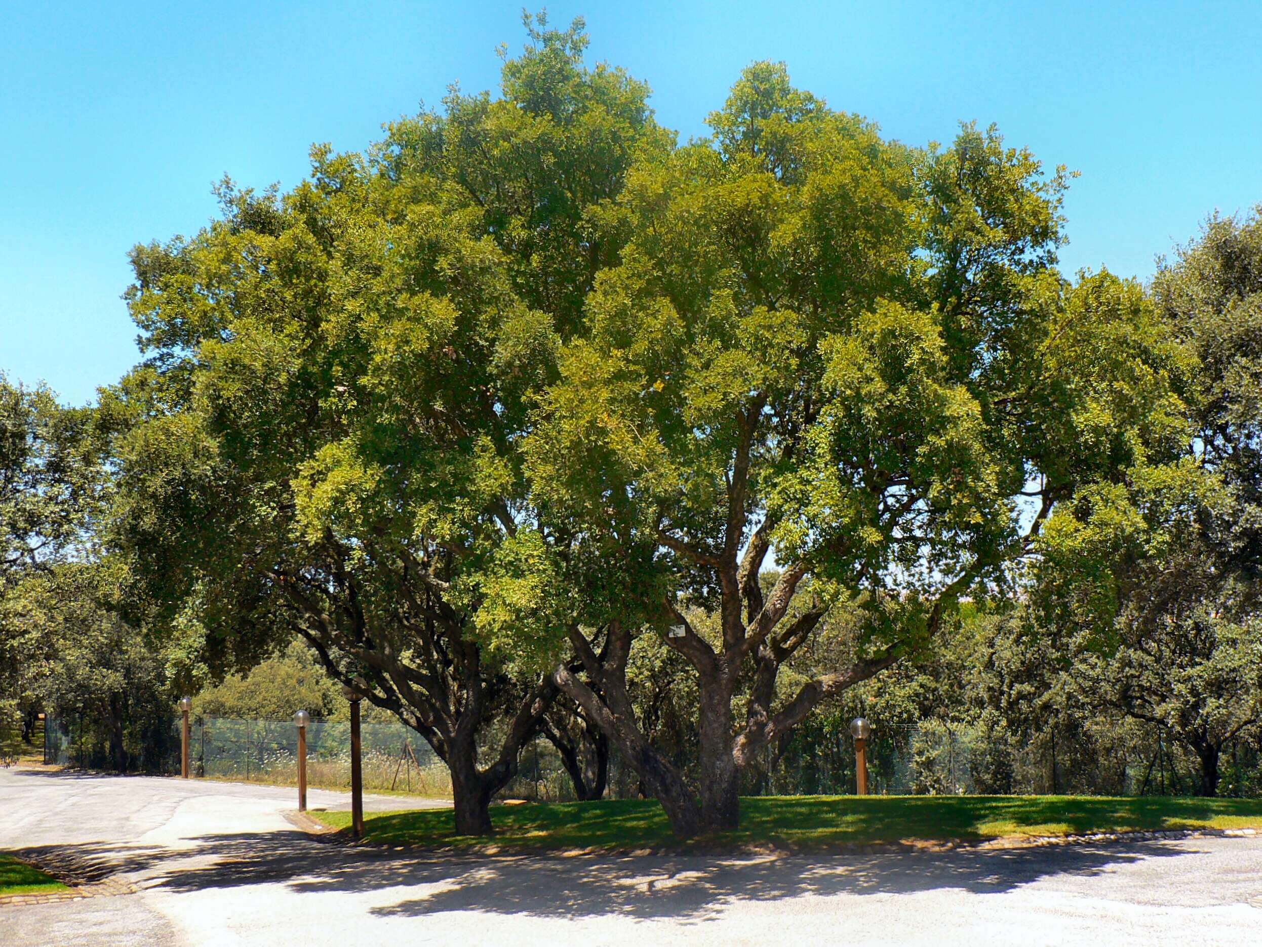 Image of Cork Oak