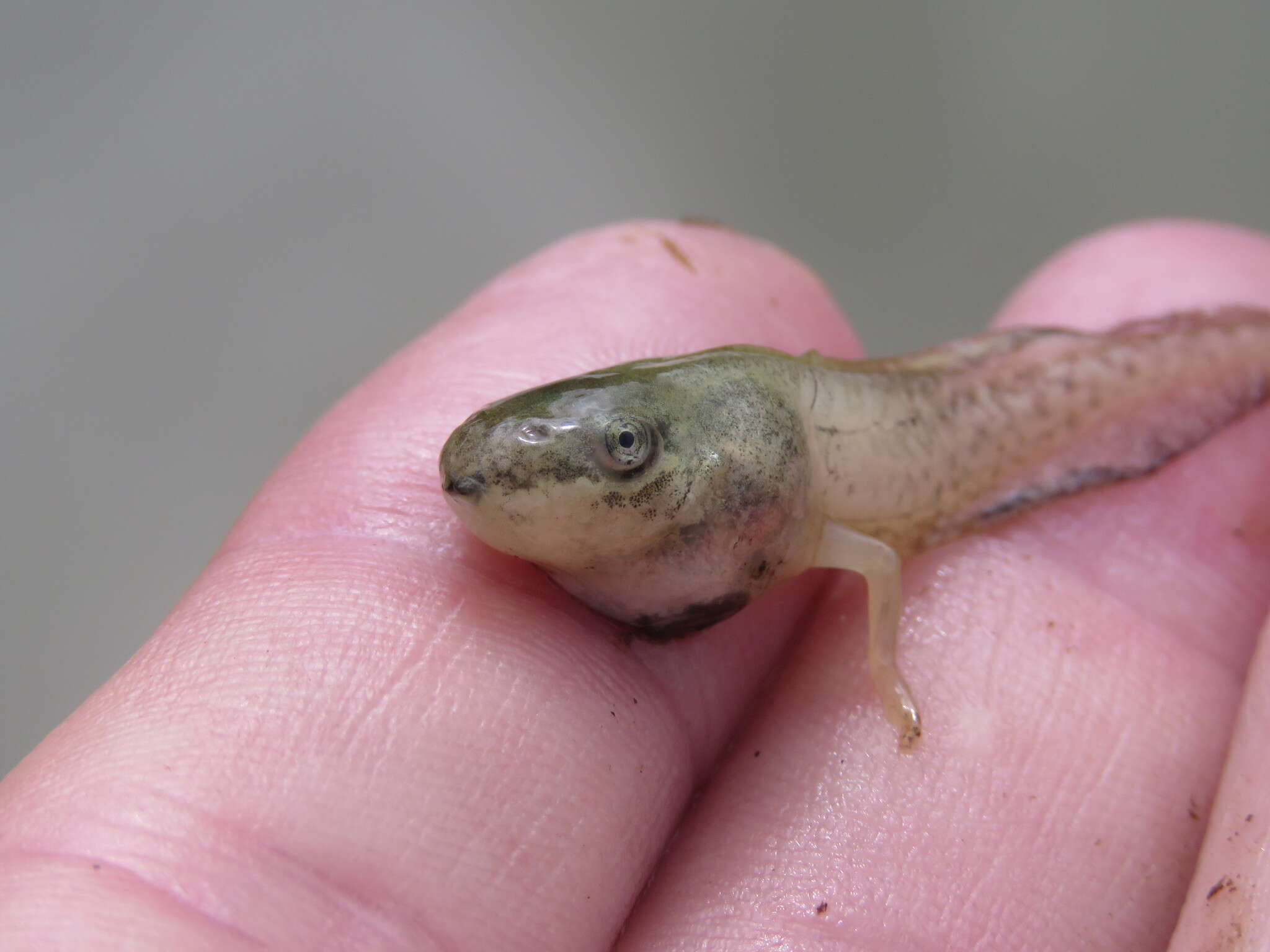 Image of Fowler's snouted tree frog