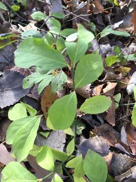 Image of running strawberry bush