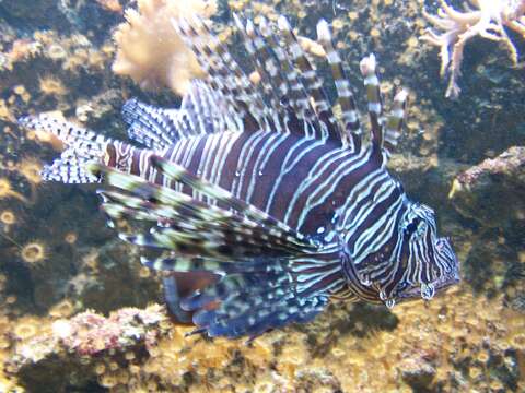 Image of Common lionfish