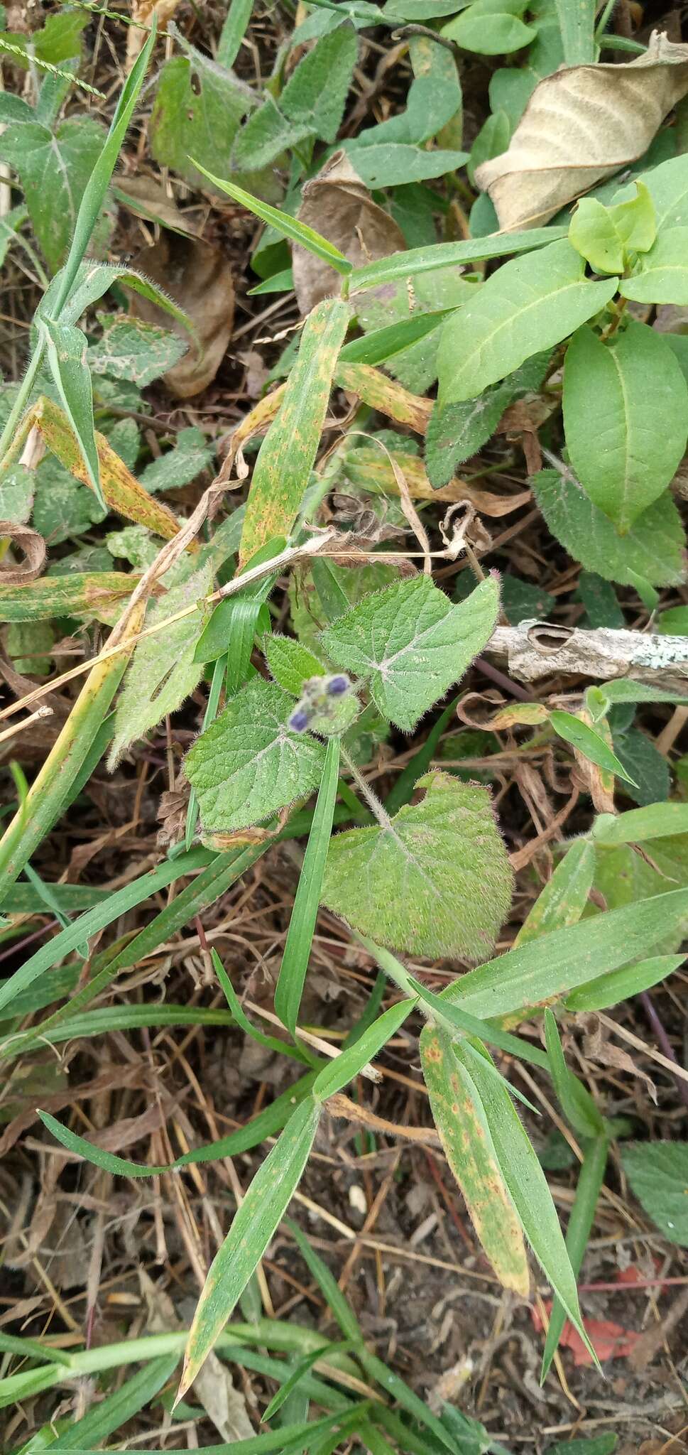 Salvia scutellarioides Kunth resmi