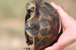 Image of Middle Eastern spur-thighed tortoise