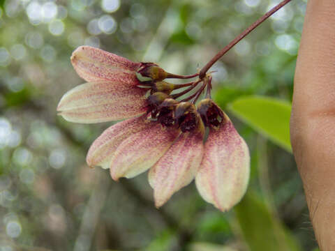 Image of Bulbophyllum lepidum (Blume) J. J. Sm.