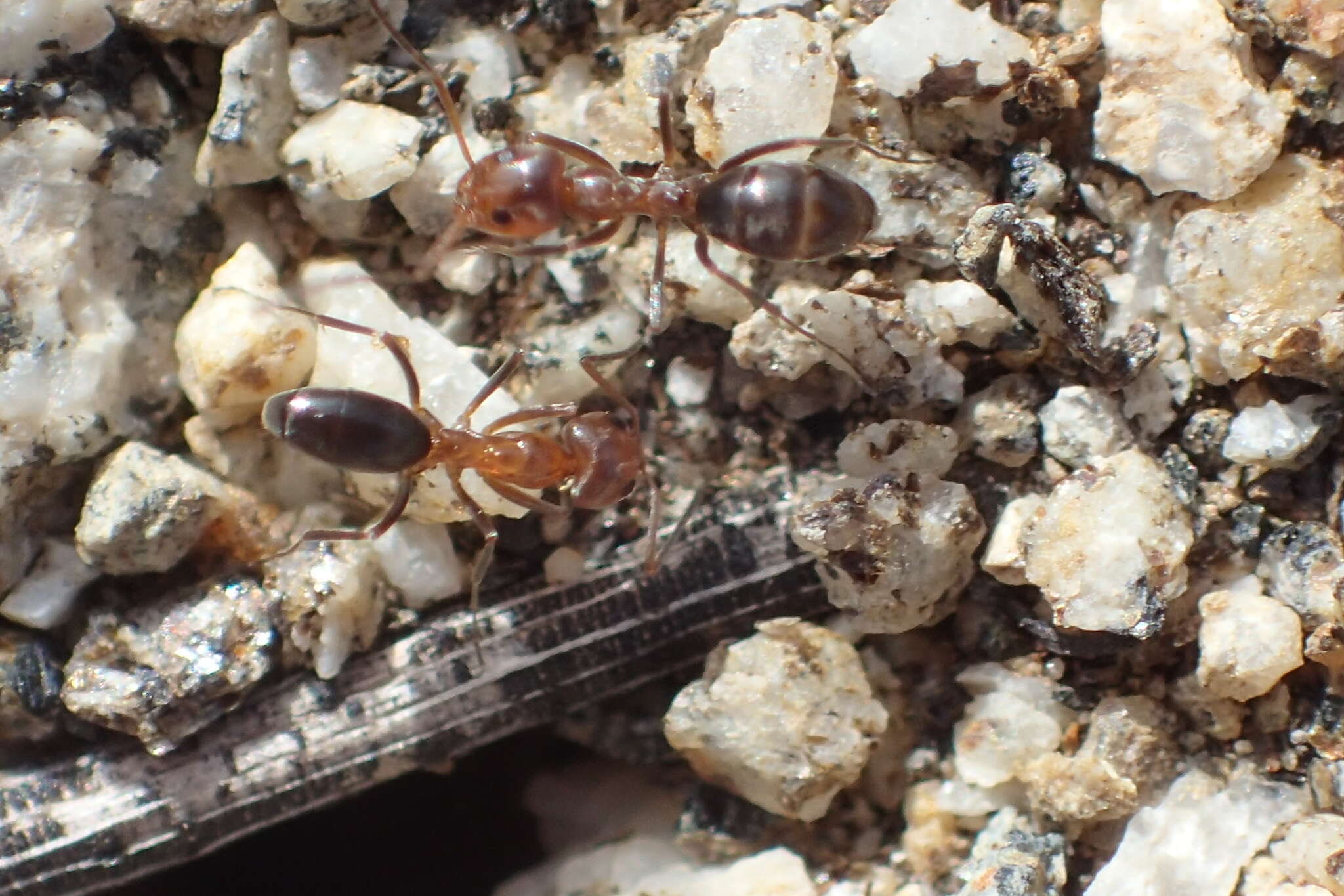 Image of Bi-colored Pyramid Ant