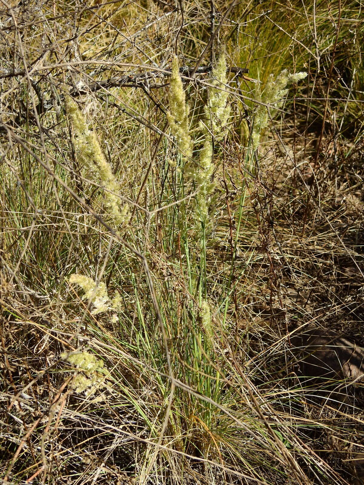 Image of Poa ligularis Nees ex Steud.