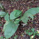 Image of Acanthophippium striatum Lindl.