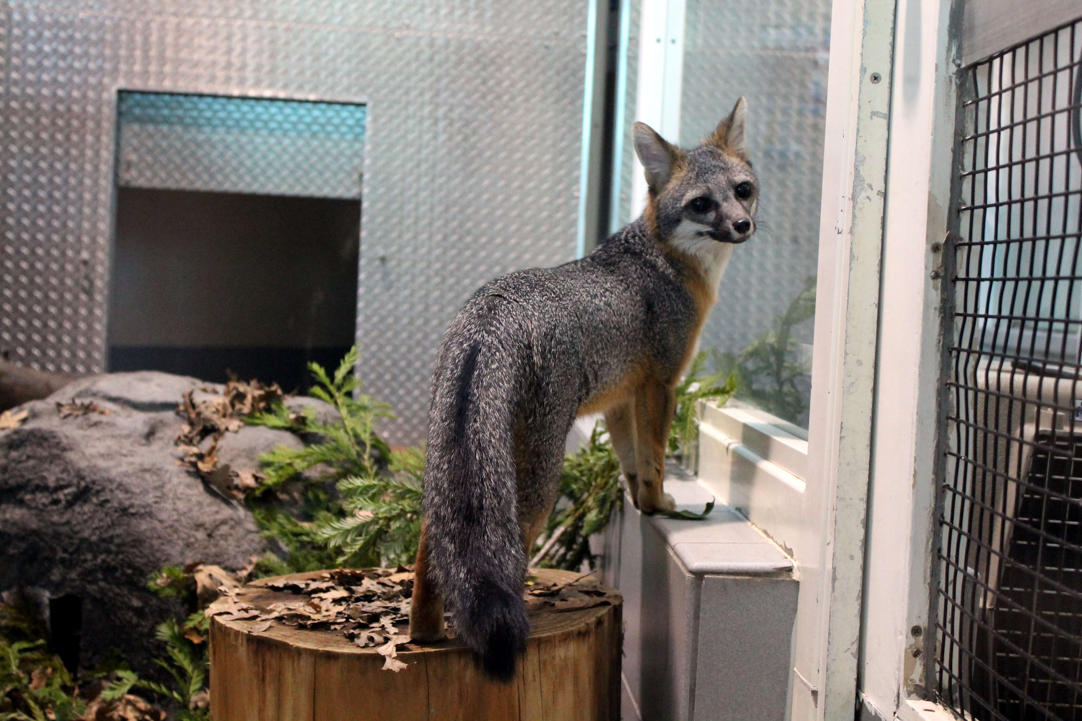 Image of Grey Foxes