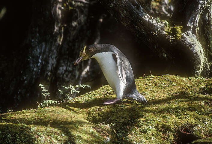 Image of Yellow-eyed Penguins