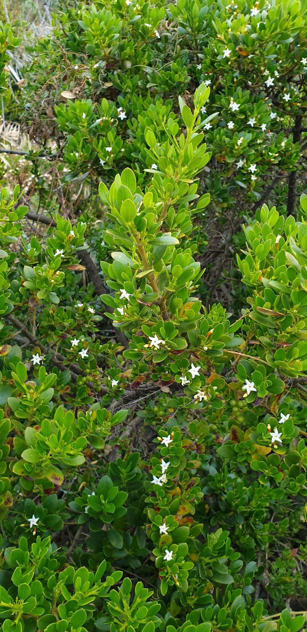 Alyxia buxifolia R. Br. resmi