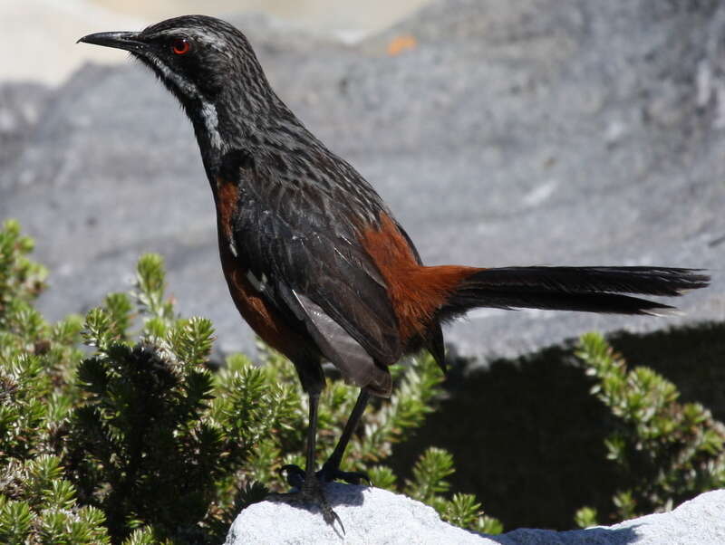 Chaetops frenatus (Temminck 1826)的圖片