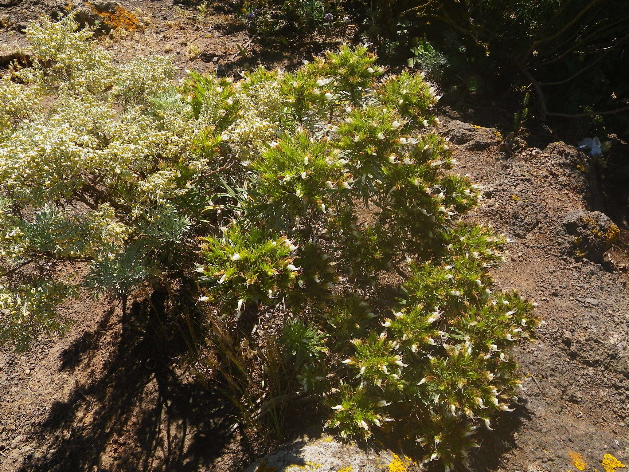 Plancia ëd Echium aculeatum Poir.