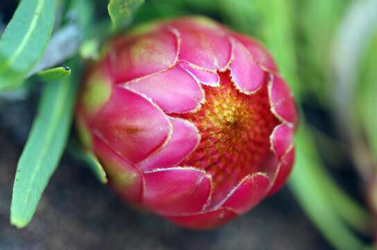 Image of Protea parvula Beard