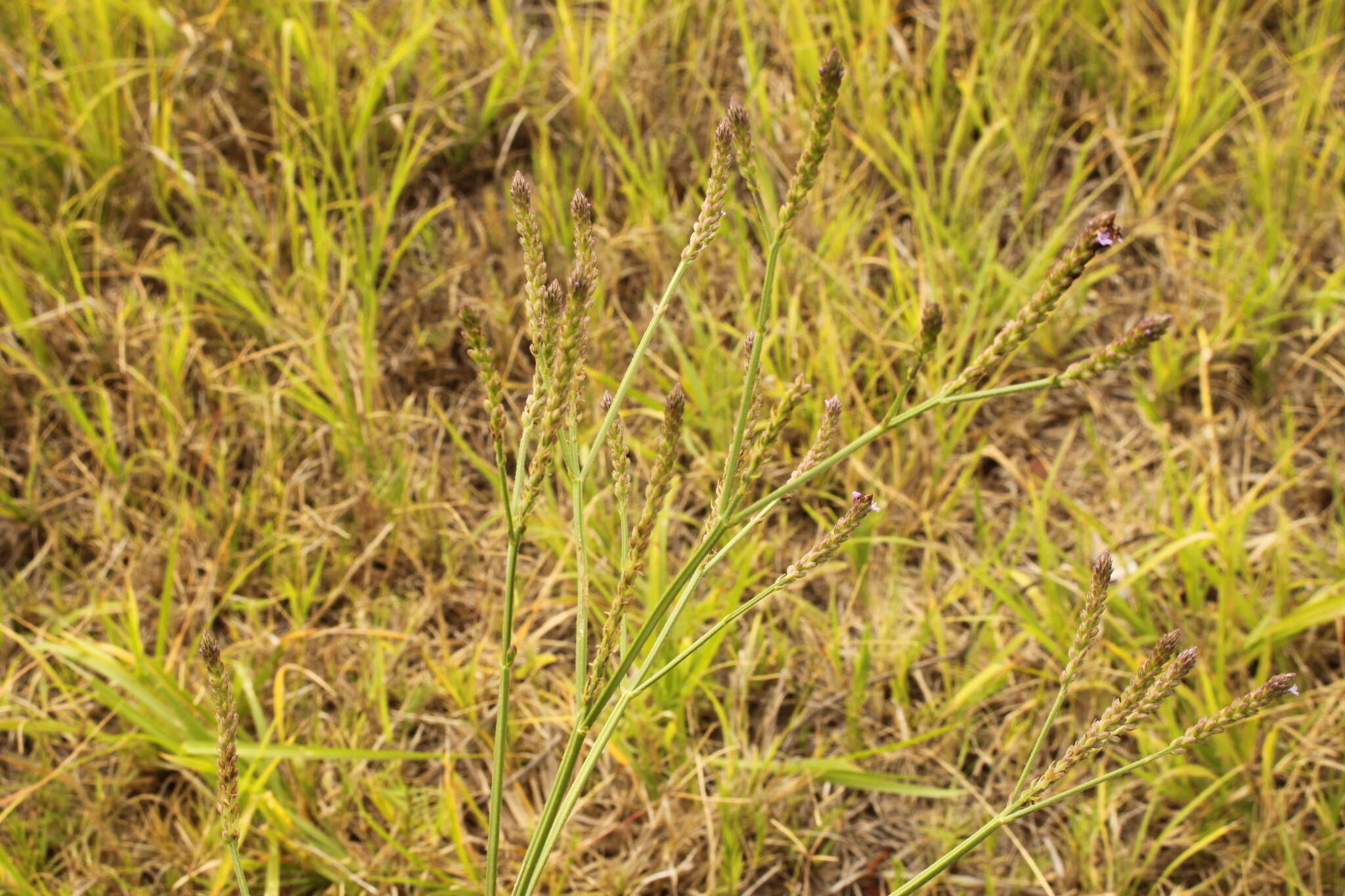 Plancia ëd <i>Verbena <i>litoralis</i></i> var. litoralis