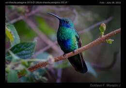 Colibri coruscans (Gould 1846) resmi