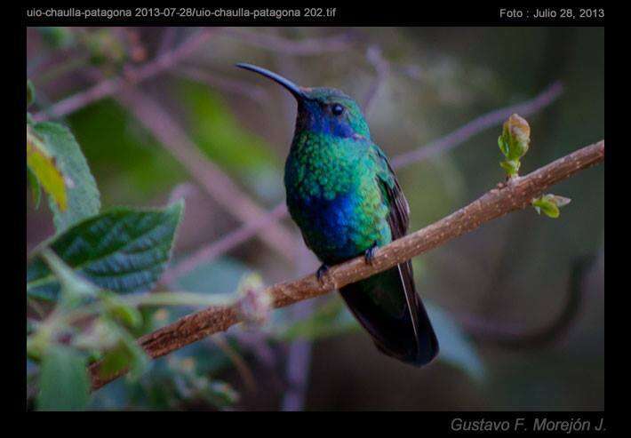 Image de Colibri anaïs