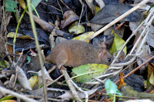 Image of Brown Antechinus